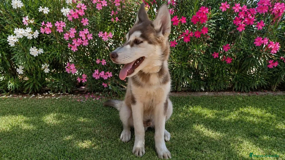 Husky Siberiano perros en venta: Husky siberiano color chocolate  - Anuncio 2