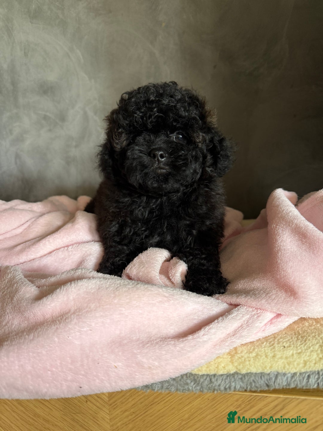 Shihpoo perros en venta: Preciosos Cachorritos  ShihPoo en Villarta - Imagen 6