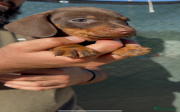 Teckel perros en venta: TECKELS KANINCHEN DE CALIDAD  - Imagen 12