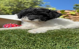 Perro de Agua Español perros en venta: PERRO DE AGUA HEMBRA - Imagen 8