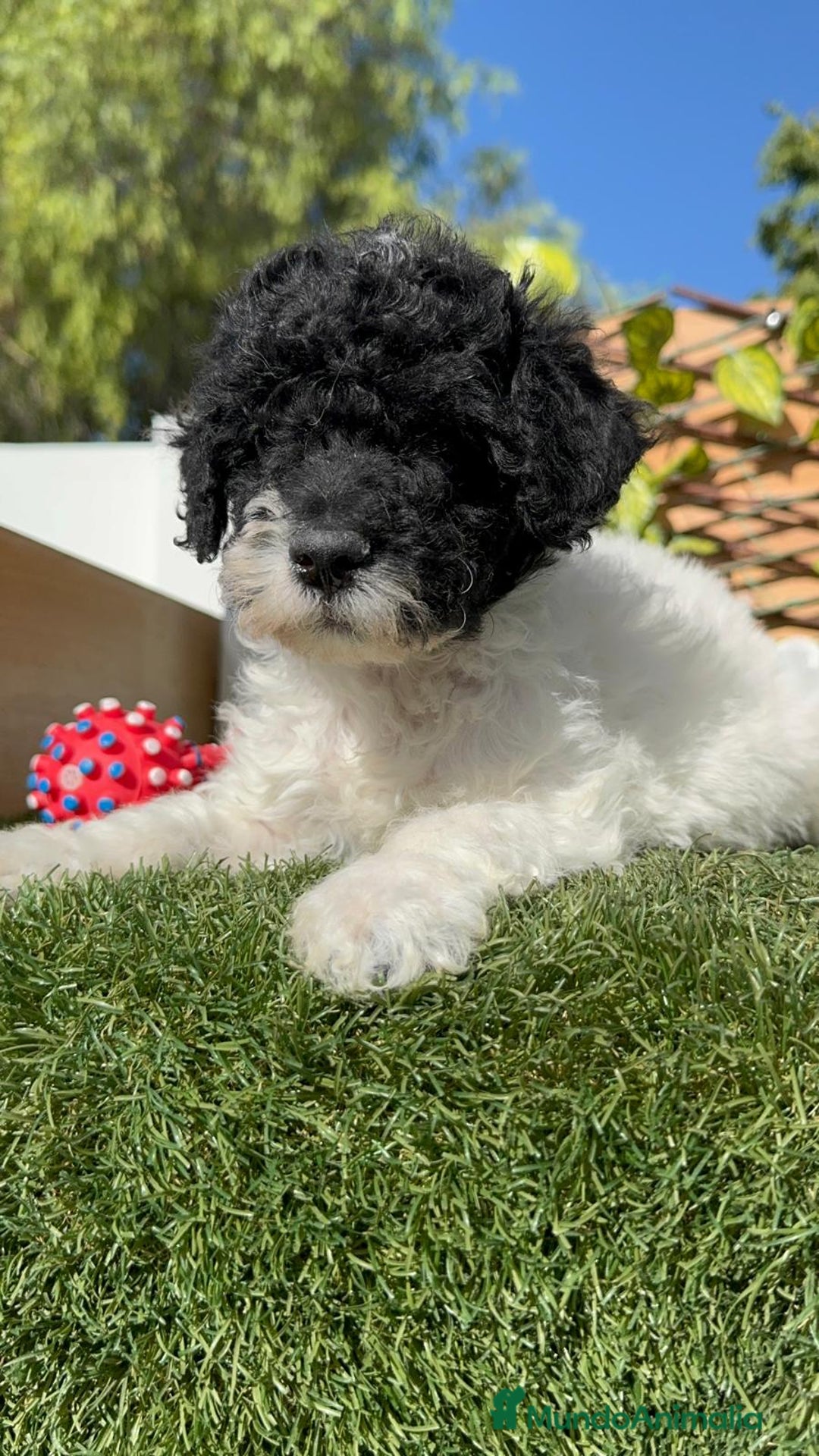 Perro de Agua Español perros en venta: PERRO DE AGUA HEMBRA - Imagen 8