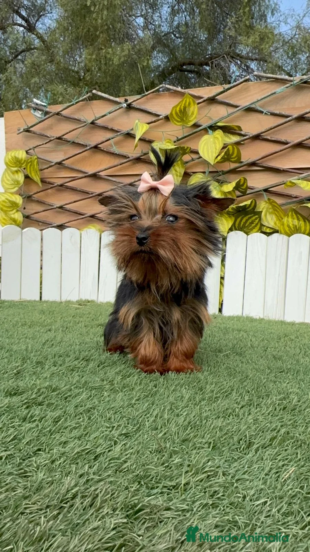 Yorkshire Terrier perros en venta: YORKSHIRE HEMBRA - Anuncio 1