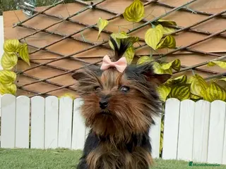 Yorkshire Terrier perros YORKSHIRE HEMBRA - Anuncio 1