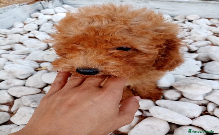Caniche Enano perros - Anuncio 3