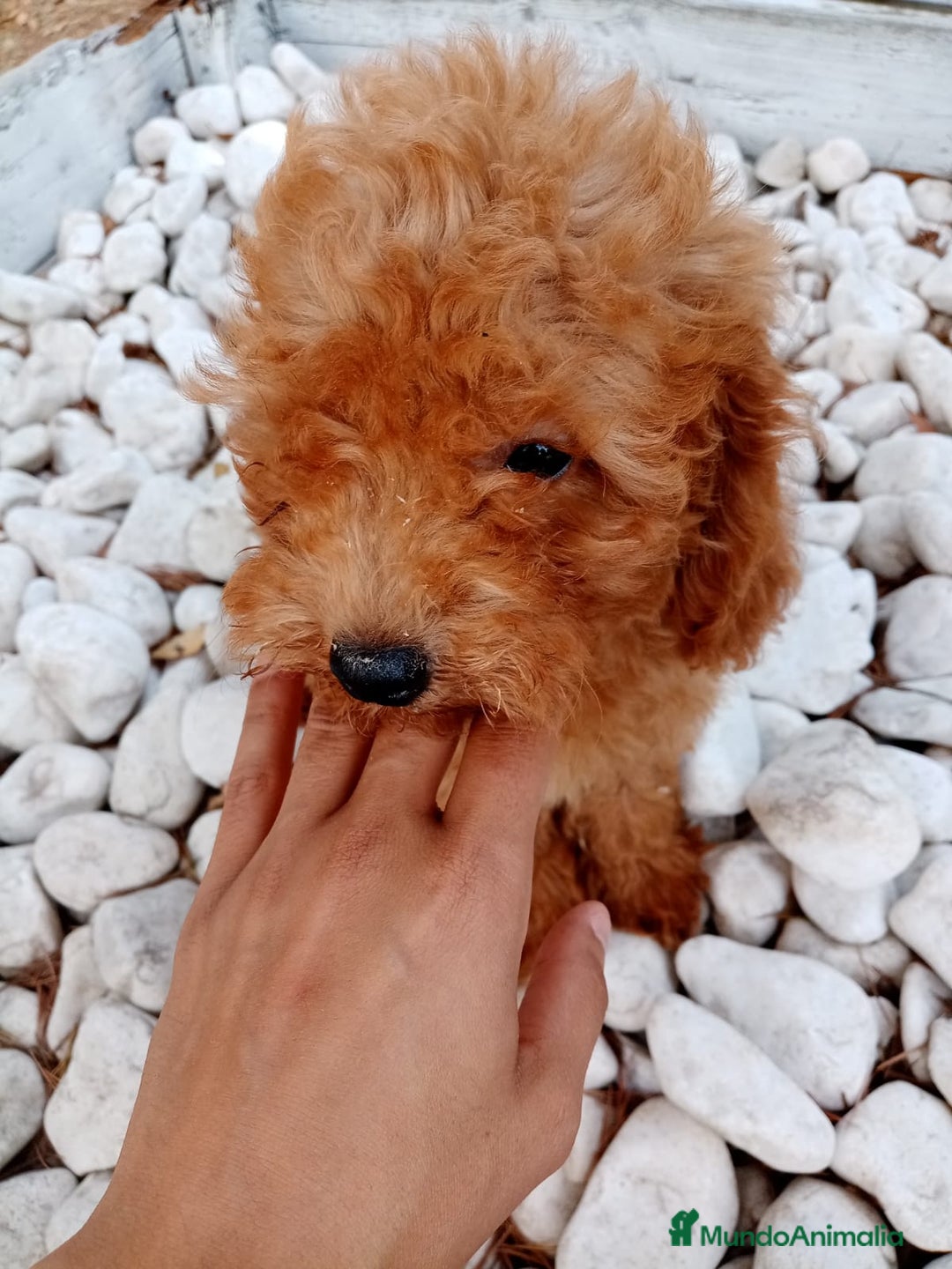 Caniche Enano perros en venta: CANICHE ENANO ROJO - Imagen 1