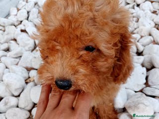 Caniche Enano perros CANICHE ENANO ROJO - Anuncio 4