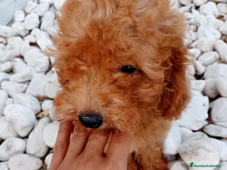 Caniche Enano perros CANICHE ENANO ROJO - Anuncio 11