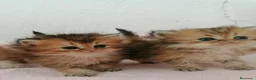 Persa gatos en venta: Persas Chinchillas - Anuncio 7