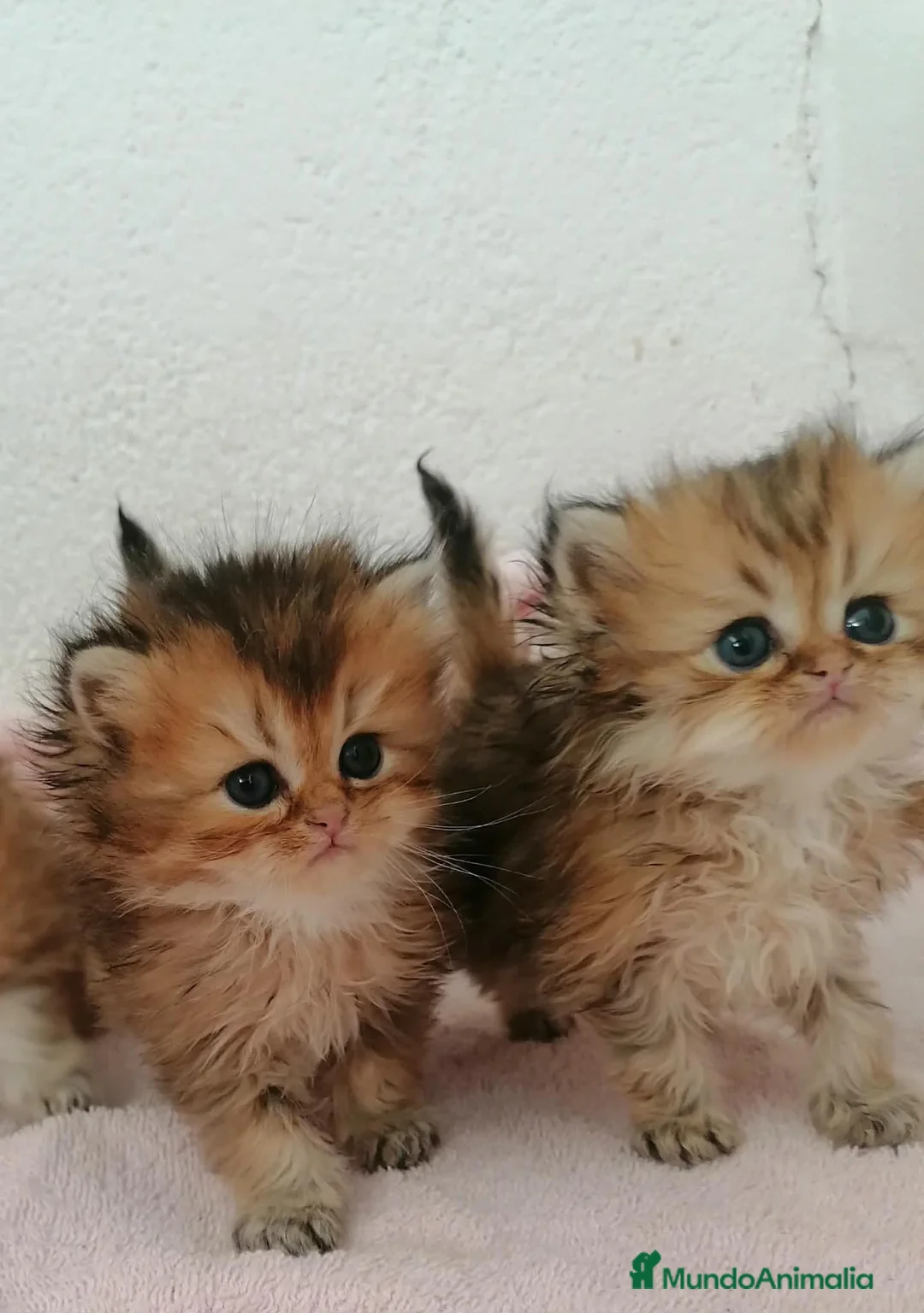 Persa gatos en venta: Persas Chinchillas - Anuncio 7