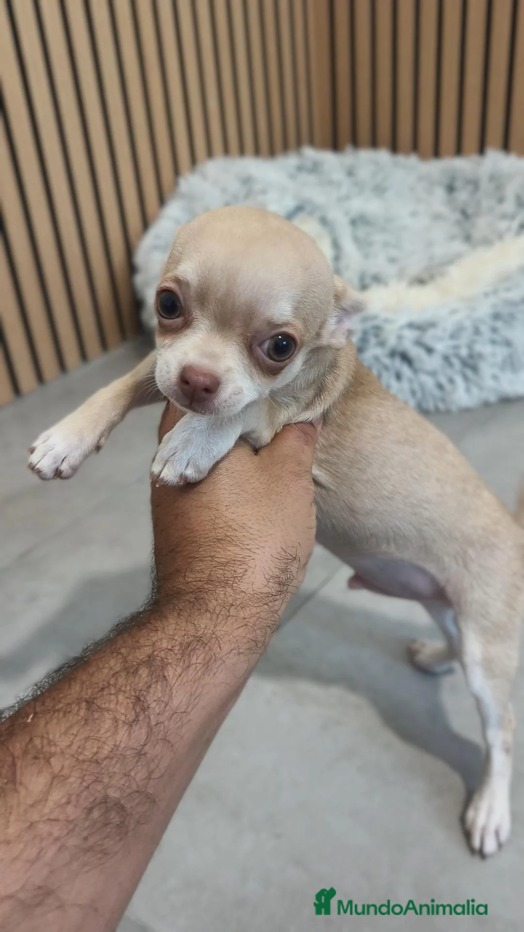 Chihuahua perros en venta: Chihuahua Toy  - Anuncio 16