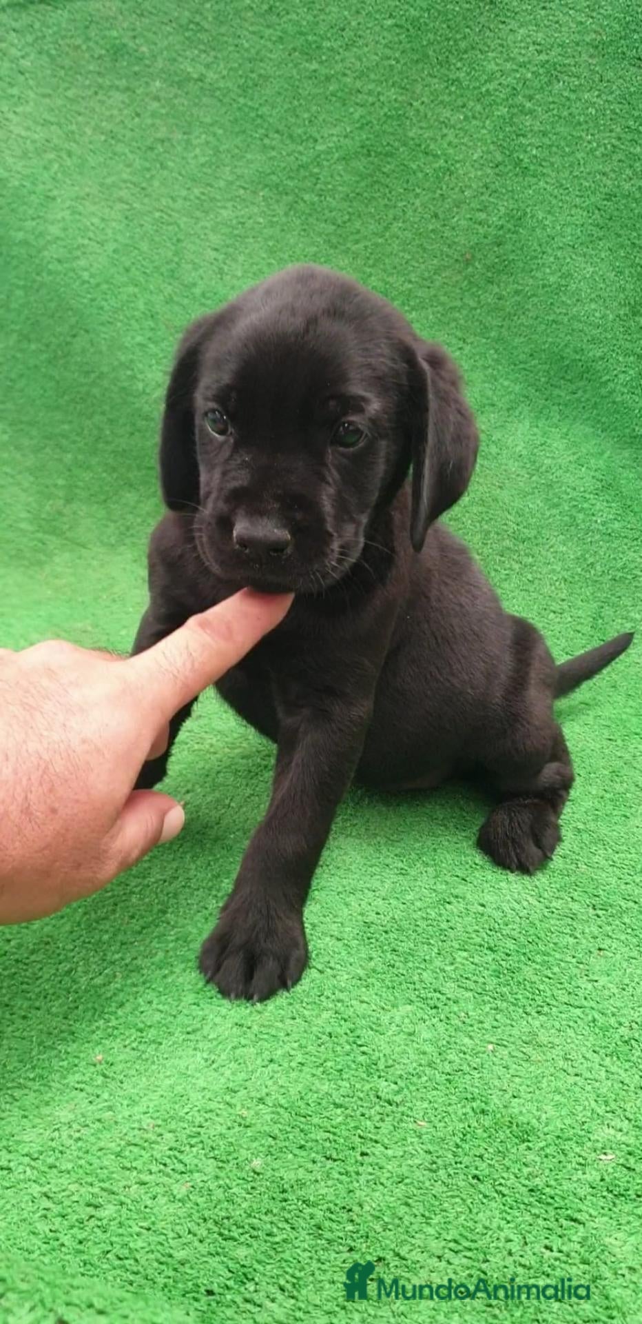 Labrador Retriever perros Labrador Retriever  - Anuncio 2