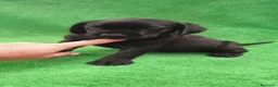 Labrador Retriever perros en venta: Labrador Retriever  - Anuncio 1