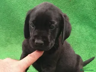Labrador Retriever perros Labrador Retriever - Anuncio 1