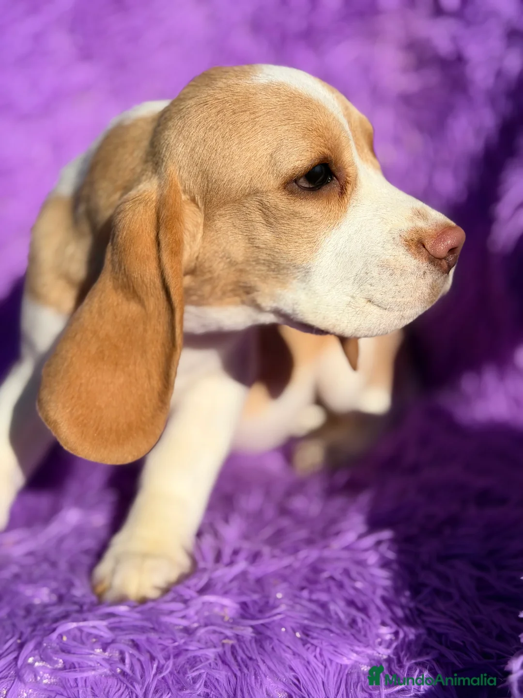 Beagle perros en venta: Beagle limón  - Anuncio 8