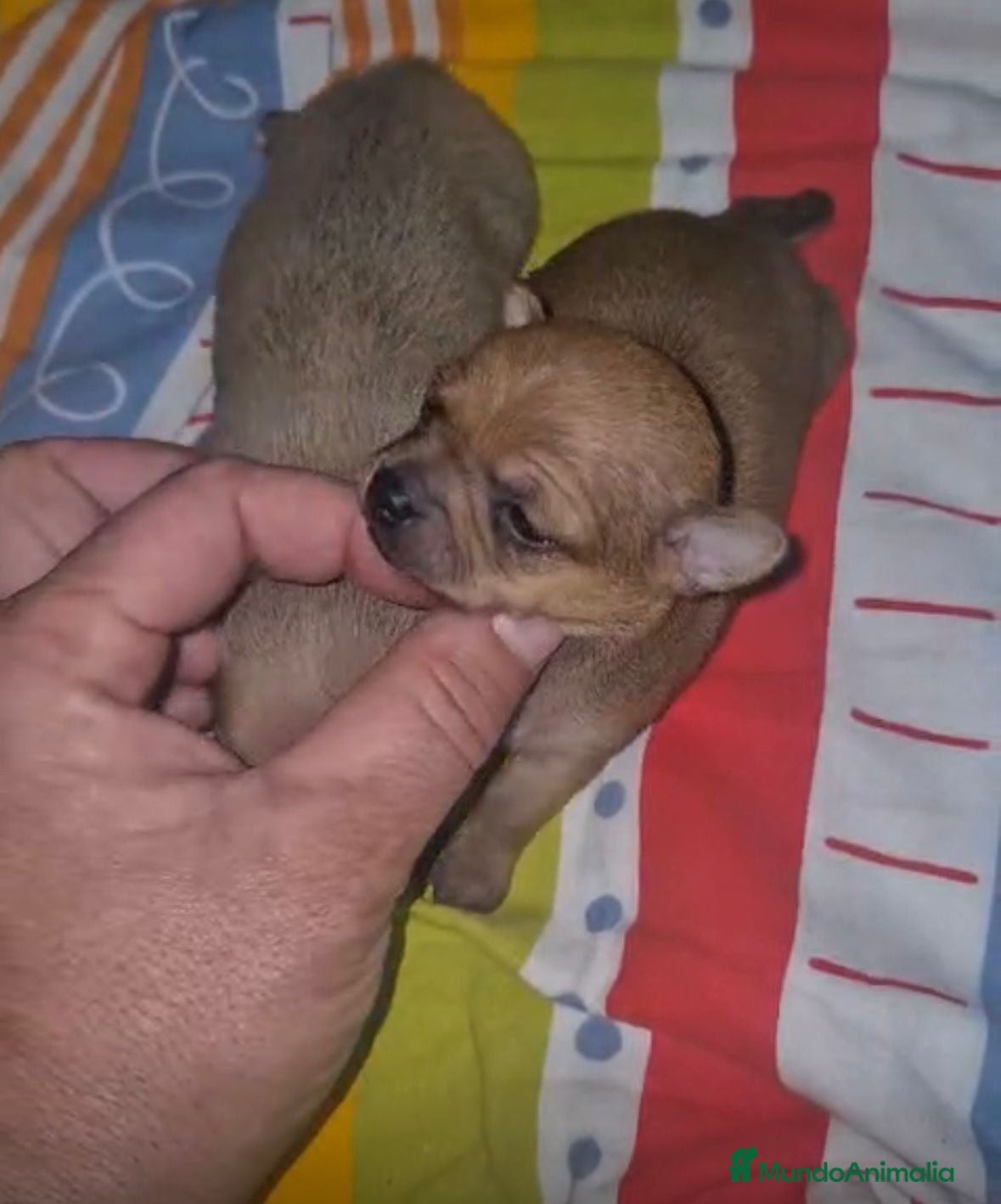 Chihuahua perros Chihuahua mini color ciervo - Anuncio 6