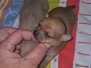 Chihuahua perros Chihuahua mini color ciervo - Anuncio 4