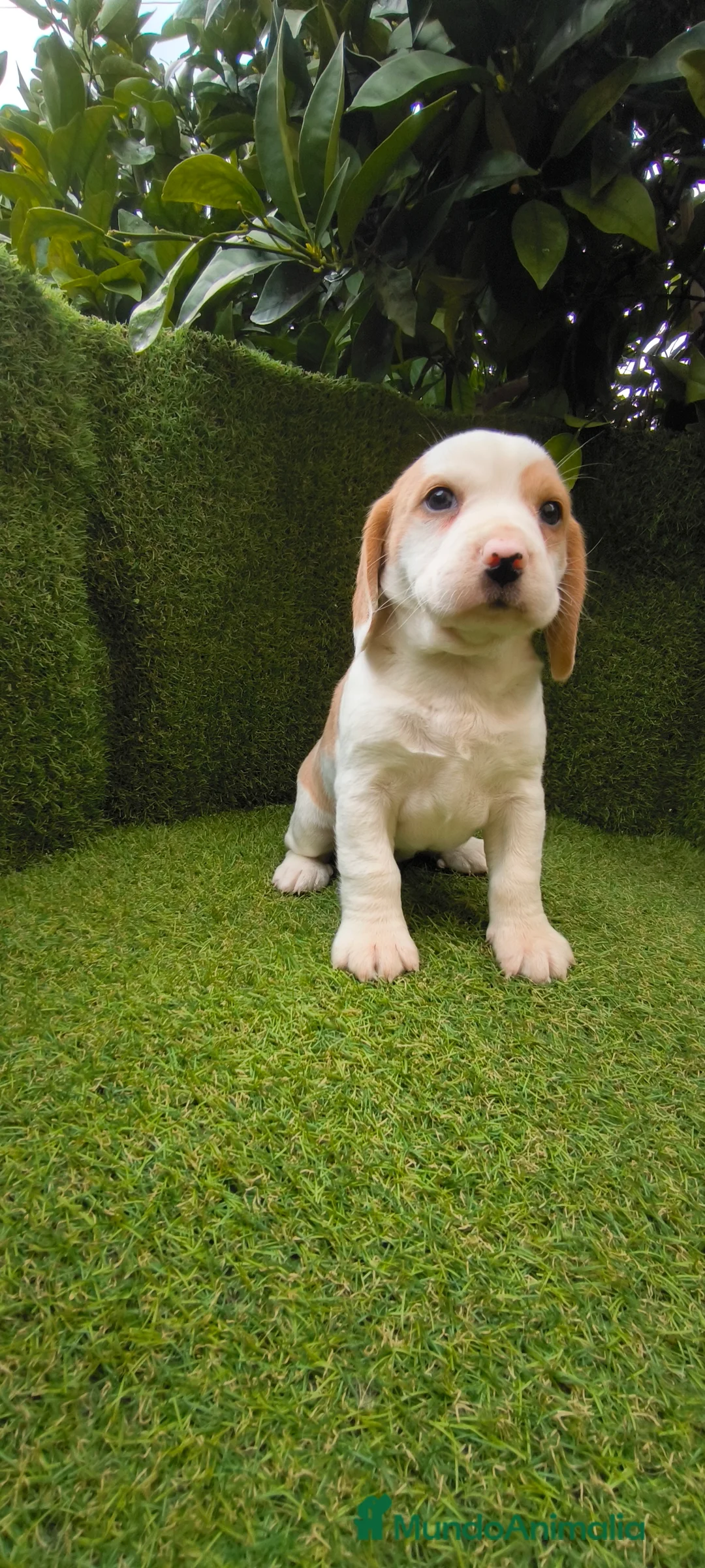 Beagle perros en venta: Beagles tricolor y bicolor  - Anuncio 12