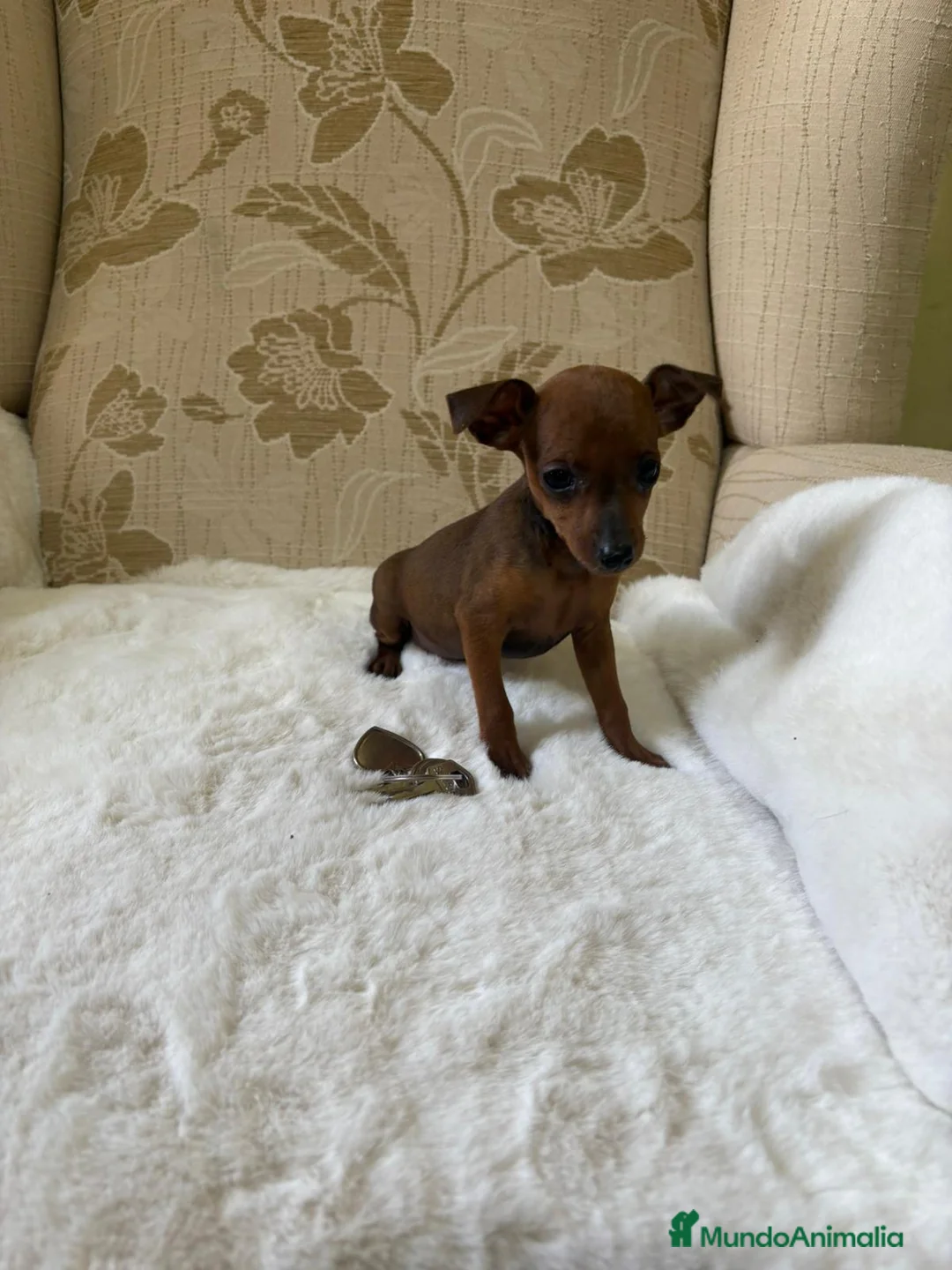 Pinscher Miniatura perros en venta: Pinscher Miniatura cachorros de ensueño - Anuncio 31