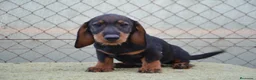 Teckel perros en venta: teckel standar de pelo duro - Anuncio 2