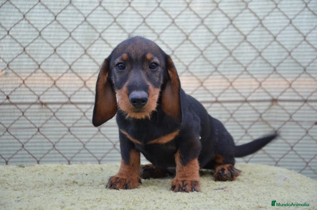 Teckel perros en venta: teckel standar de pelo duro - Anuncio 2