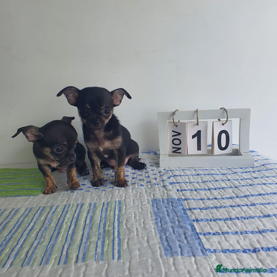 Chihuahua perros en venta: Chihuahua toy - Imagen 3