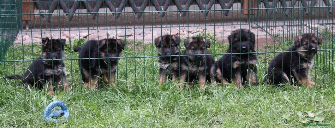 Pastor Alemán perros en venta: Excelentes cachorros de Pastor Aleman  - Anuncio 9