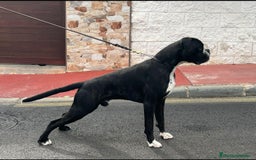 Boxer perros en venta: Boxer - Imagen 4