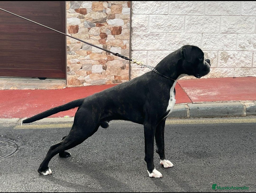 Boxer perros en venta: Boxer - Imagen 4