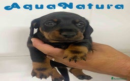 Teckel Miniatura perros en venta: Teckel Macho de Tita Junior y Tilo AQUANATURA - Imagen 5