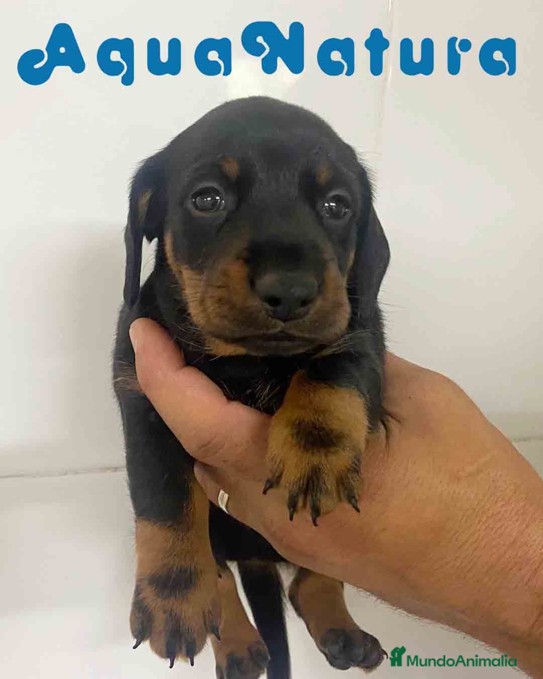 Teckel Miniatura perros en venta: Teckel Macho de Tita Junior y Tilo AQUANATURA - Imagen 5