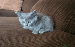 Británico de Pelo Corto gatos en venta: Gatcot.com - Imagen 4