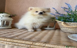 Pomerania perros en venta: Pomerania Macho con todas las vacunas!! - Anuncio 4