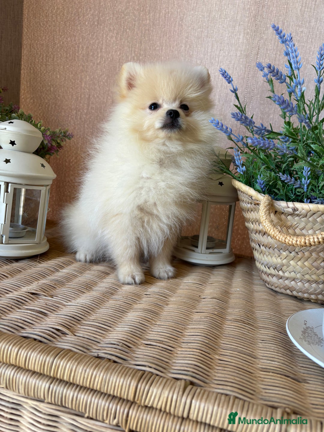 Pomerania perros en venta: Pomerania Macho con todas las vacunas!! - Anuncio 4