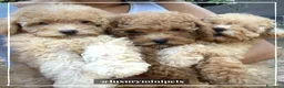 Maltipoo perros en venta: Camada de Maltipoo en Madrid - Anuncio 1