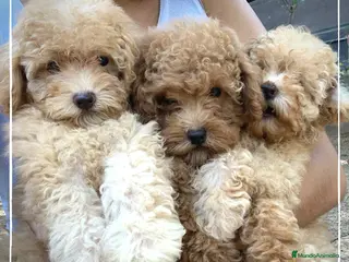 Maltipoo perros Camada de Maltipoo en Madrid - Anuncio 6
