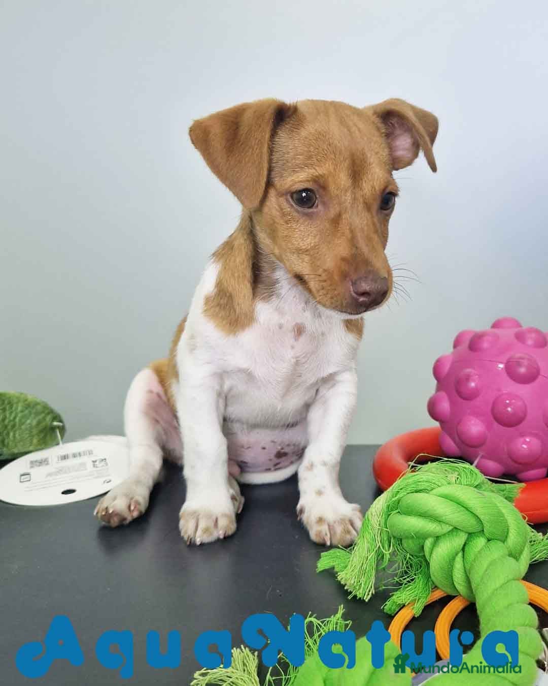 Jack Russell Terrier perros en venta: Jack Russel Macho JMU 7730 AQUANATURA - Imagen 8