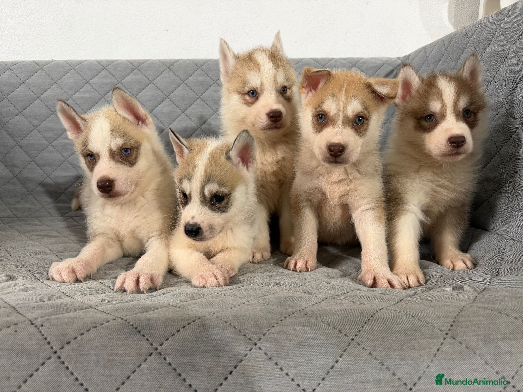 Husky Siberiano perros HUSKY  - Anuncio 1