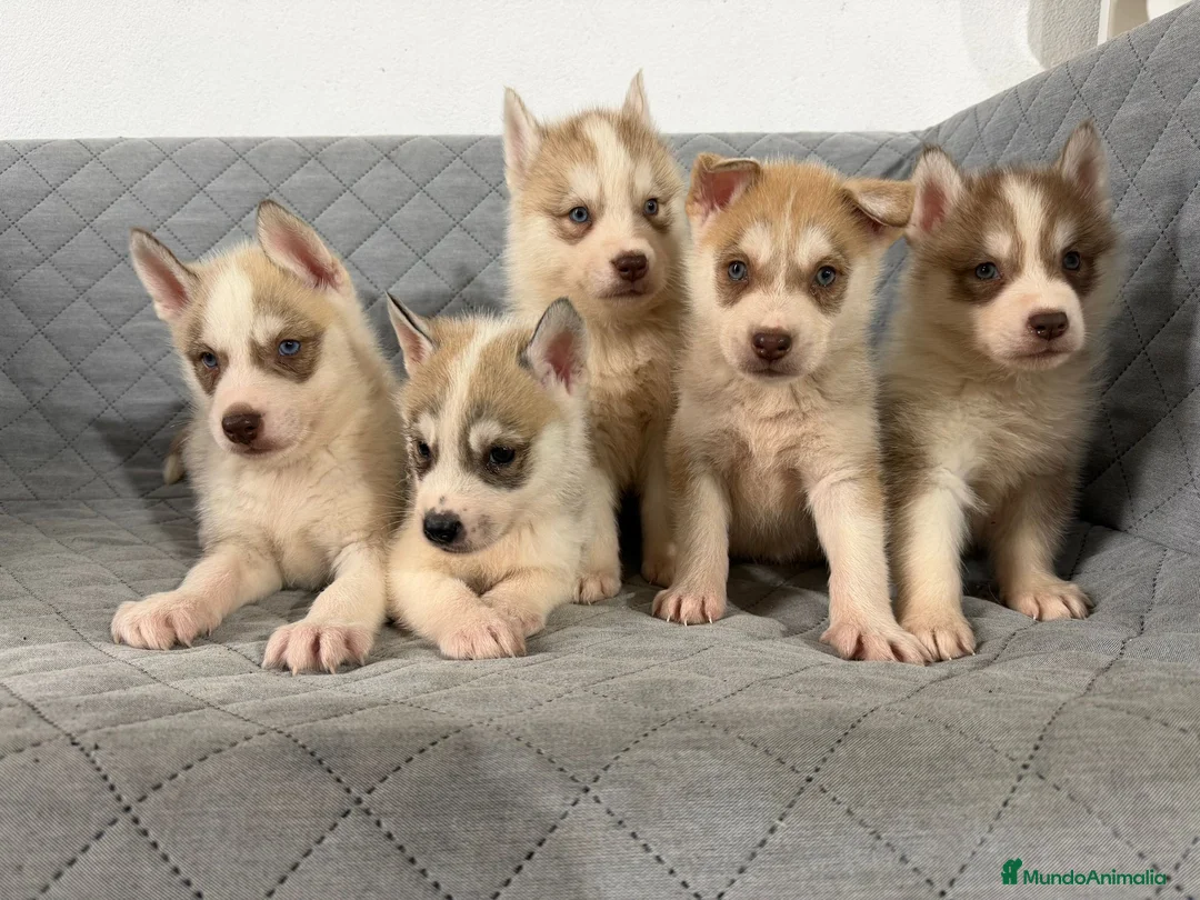 Husky Siberiano perros en venta: HUSKY  - Anuncio 1