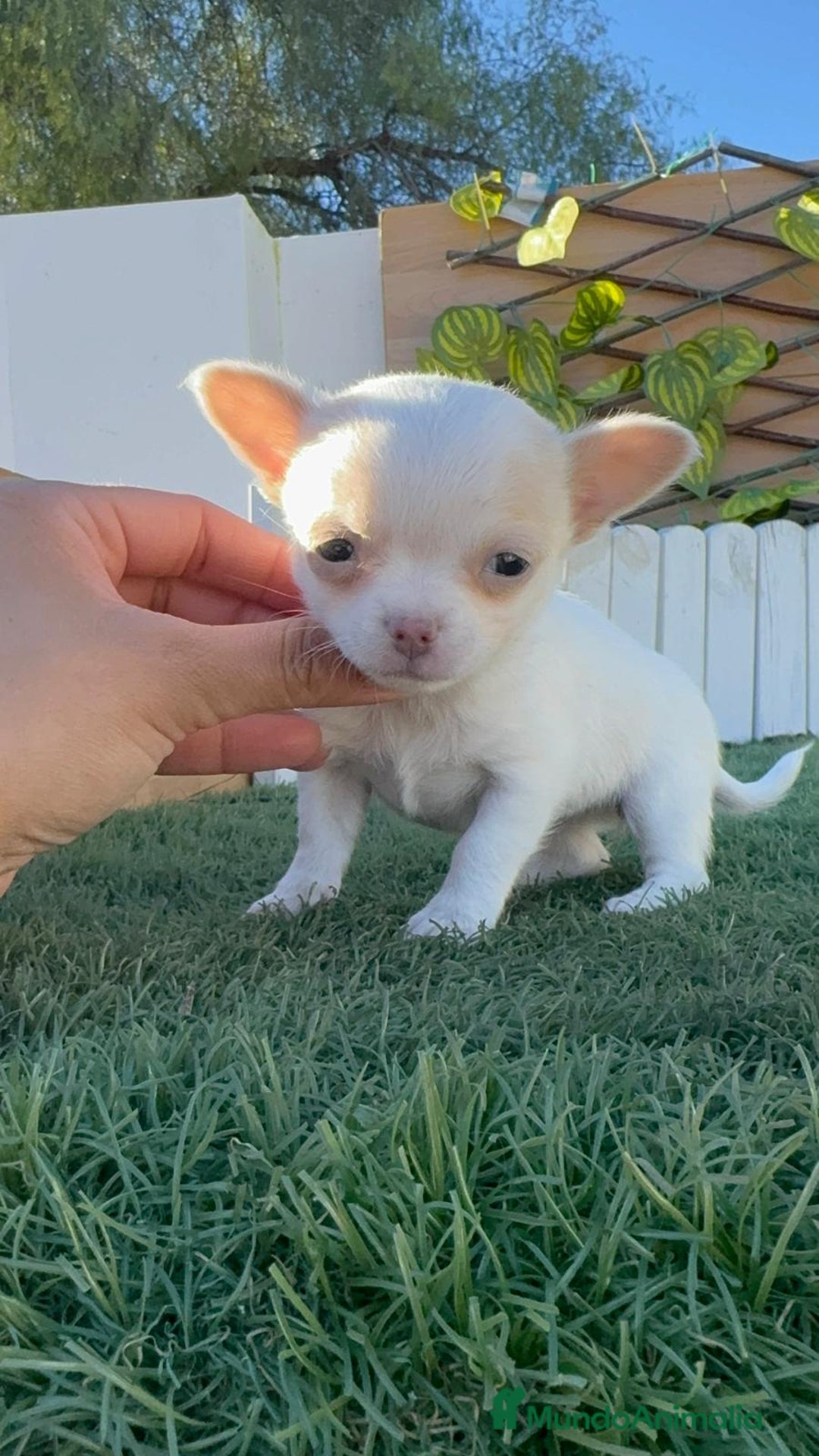 Chihuahua perros en venta: CHIHUAHUA HEMBRA - Anuncio 10