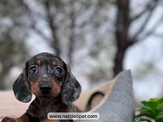 Teckel perros en Ciudad Real - Anuncio 18