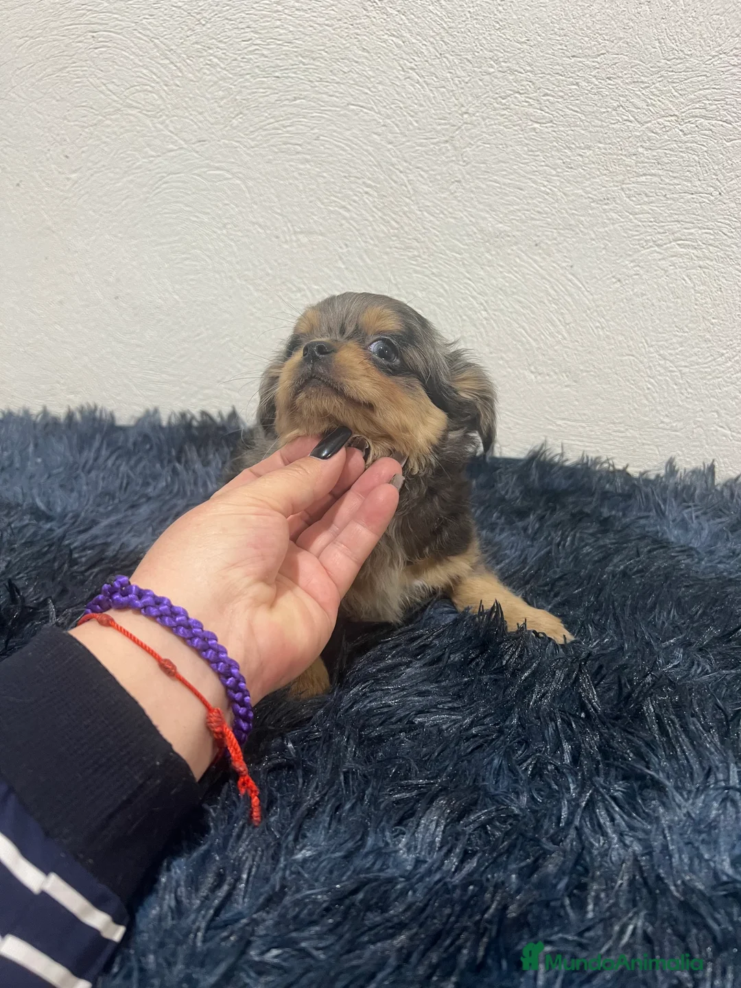 Chihuahua perros en venta: Chihuahua pelo largo  - Anuncio 2