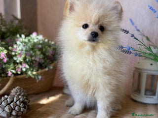 Pomerania perros Pomerania vacunación completa y chip - Anuncio 1