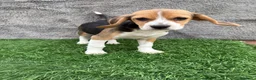 Beagle perros en venta: Precioso macho de Beagle  - Anuncio 2