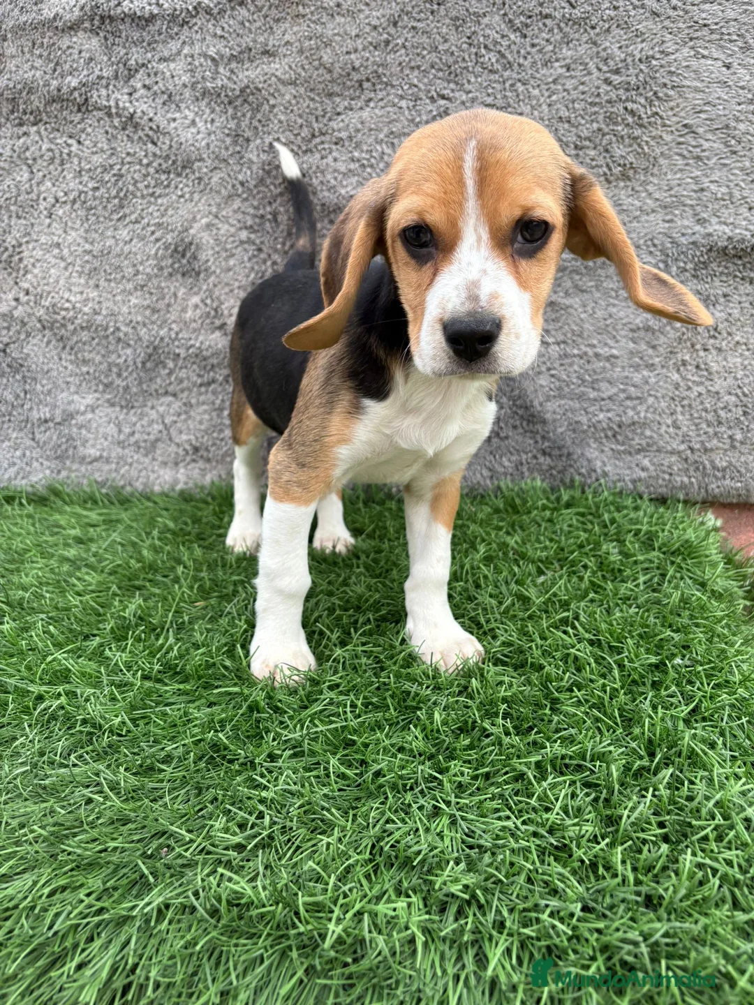 Beagle perros en venta: Precioso macho de Beagle  - Anuncio 2