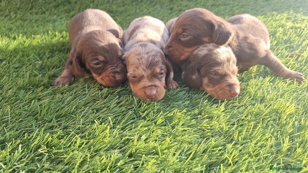 Teckel Miniatura perros en venta: Teckel Mini Arlequin - Anuncio 1