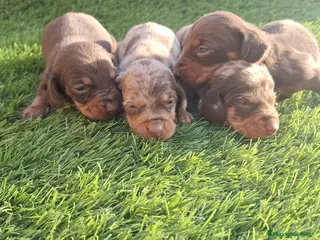 Teckel Miniatura perros Teckel Mini Hembra Choco - Anuncio 15