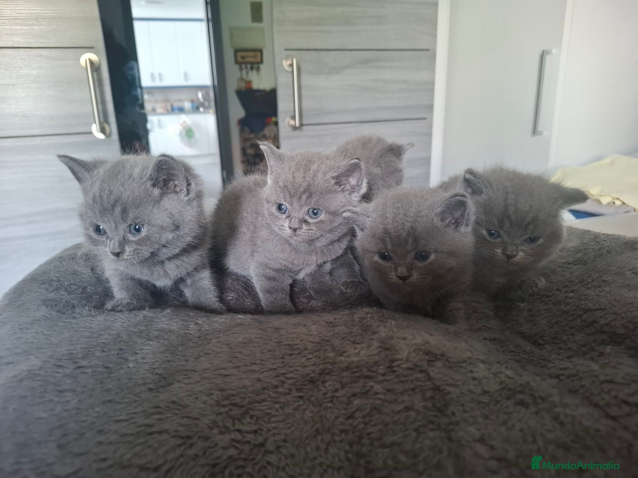 Británico de Pelo Corto Azul gatos British blue - Anuncio 1