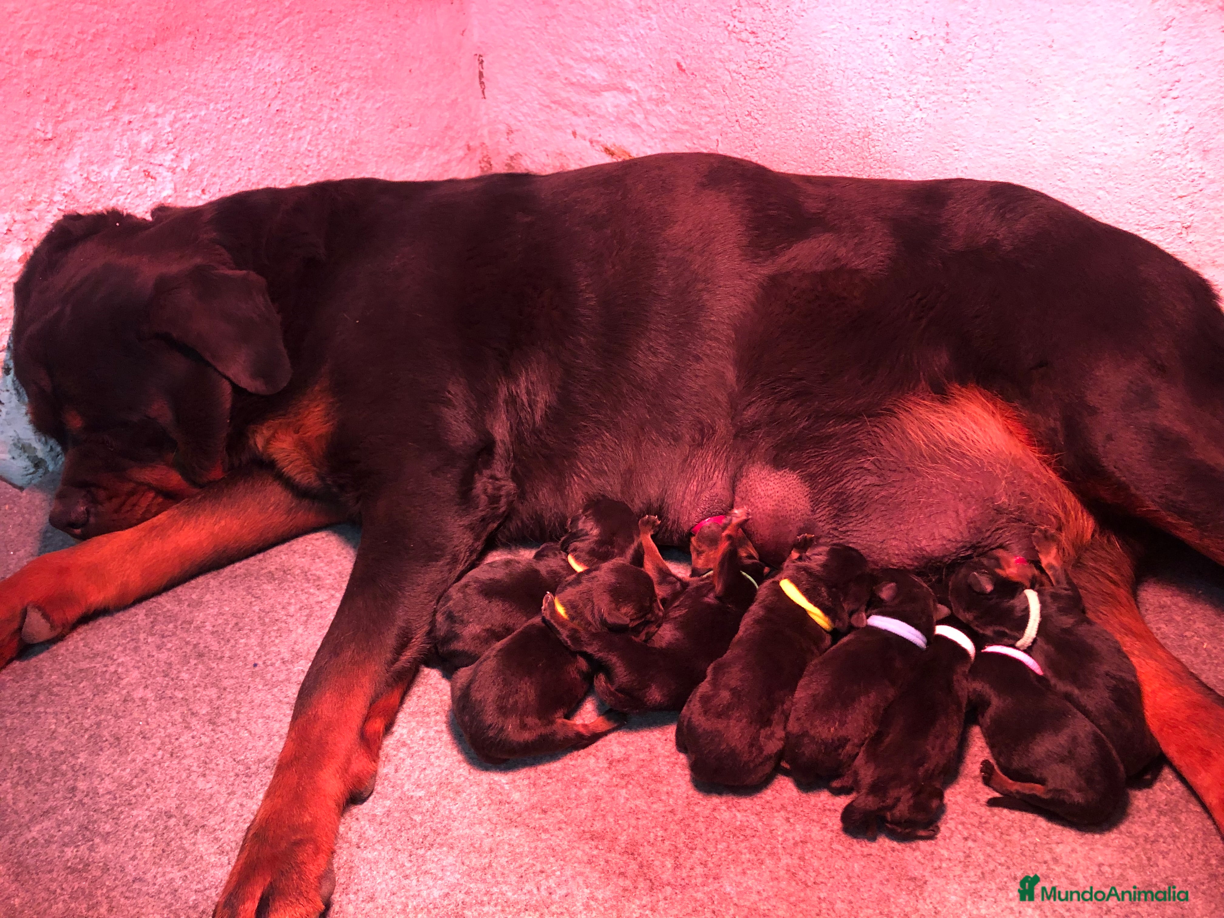 Rottweiler perros Venta de cachorros Rottweiler  en Barcelona - Anuncio 5