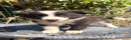 Border Collie perros en venta: BORDER COLLIE DE VILLA BIZNAGA - Anuncio 6