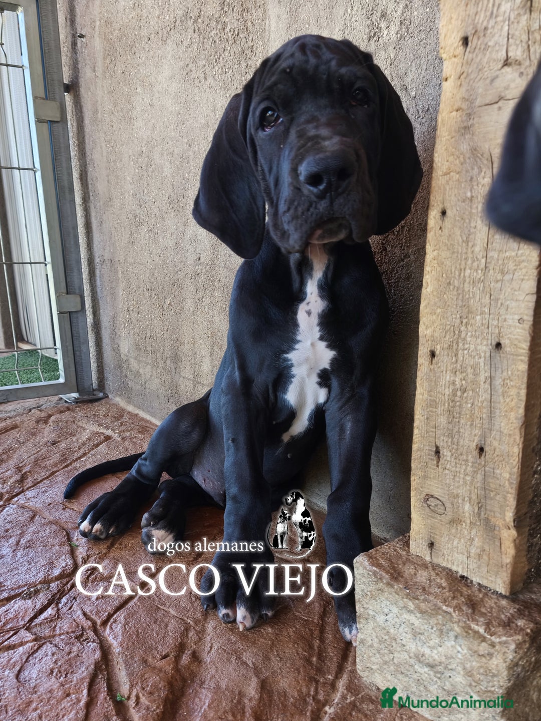 Dogo Alemán perros en venta: Cachorros de Dogo Alemán - Imagen 12